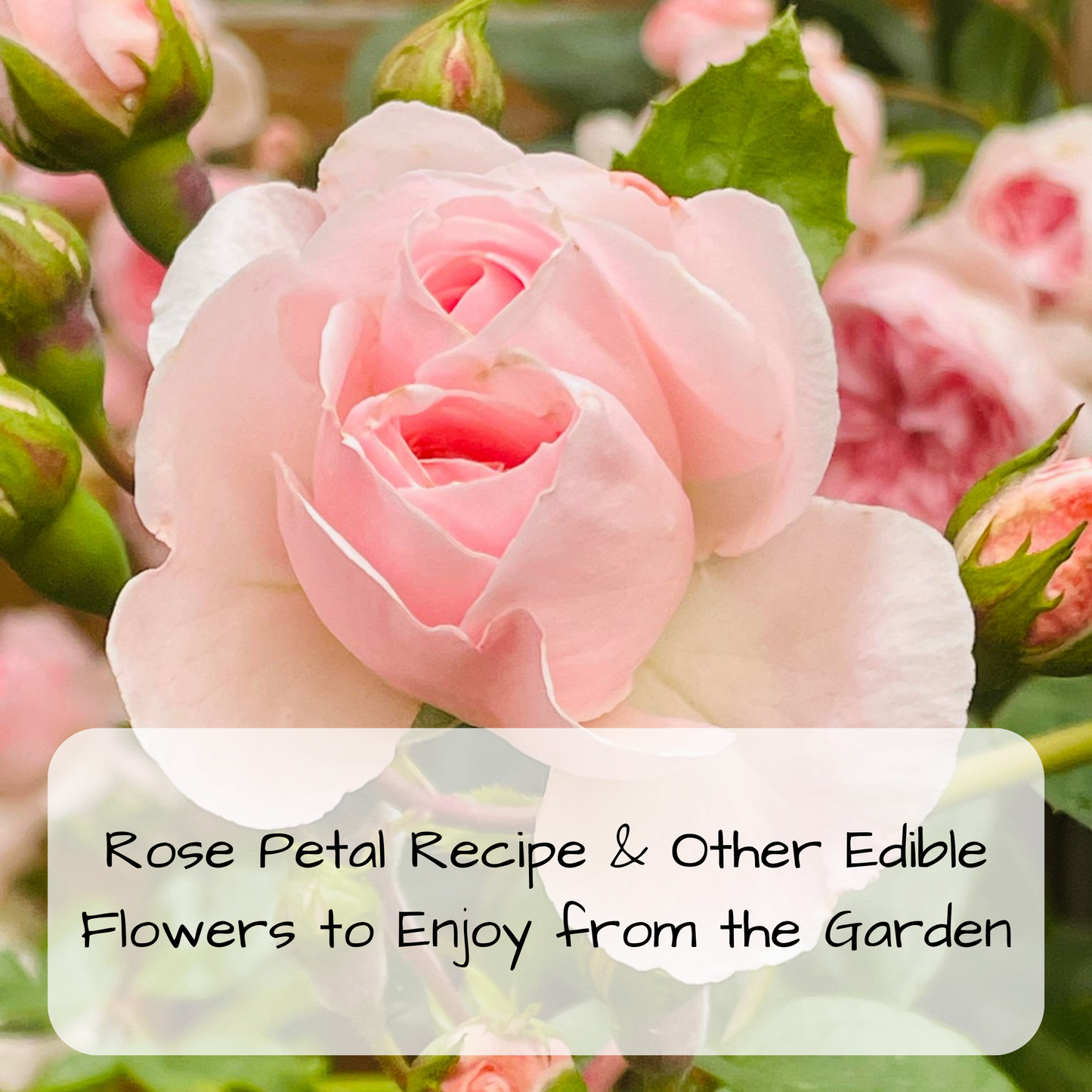 Sugared Rose Petals